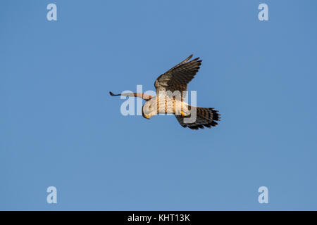 Un comune femmina gheppio (Falco tinnunculus) noto anche come appena gheppio in bilico in cerca di prede. Foto Stock