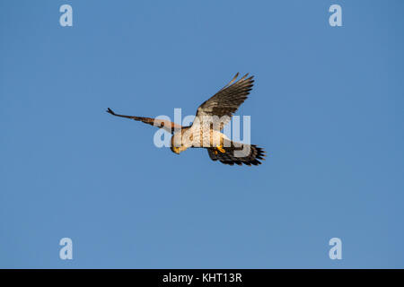 Un comune femmina gheppio (Falco tinnunculus) noto anche come appena gheppio in bilico in cerca di prede. Foto Stock