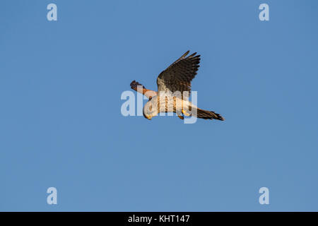 Un comune femmina gheppio (Falco tinnunculus) noto anche come appena gheppio in bilico in cerca di prede. Foto Stock