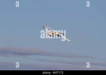 Due capretti whooper cigni (cygnus cygnus) arrivando a welney per l'inverno. Foto Stock