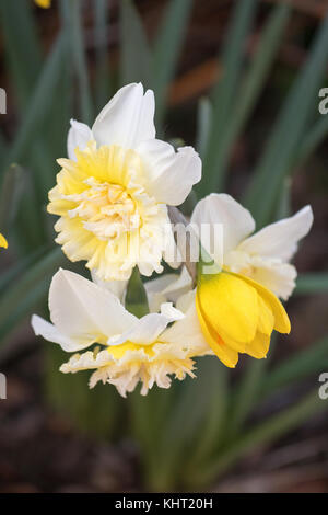 Mazzetto di bianco e giallo narcisi prorompente sul blumo durante una soleggiata giornata di primavera a Canberra, Australia Foto Stock