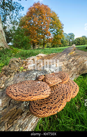 Dryad la staffa della sella fungo Polyporus squamosus, Lanercost Priory, Cumbria, England, Regno Unito Foto Stock