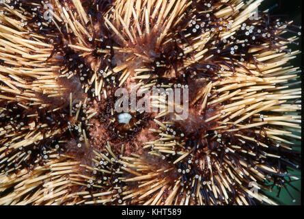 Ricci di mare, superficie ventrale che mostra i piedi di tubo e la bocca Foto Stock