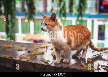 Cat camminando sulla strada. Foto Stock