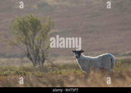 Scottish black-fronte di ovini, Ovis aries, close up ritratto con sfondo sfocato su heather moorland nei Cairngorms National Park durante l'autunno. Foto Stock