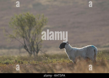 Scottish black-fronte di ovini, Ovis aries, close up ritratto con sfondo sfocato su heather moorland nei Cairngorms National Park durante l'autunno. Foto Stock