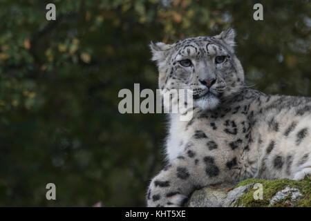 Snow Leopard, Panthera uncia, prigionieri close up ritratti con le espressioni del viso seduto su una roccia e tra le piante. Foto Stock