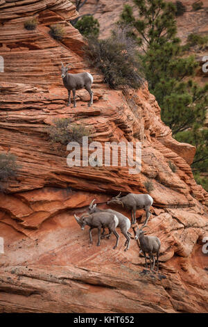 Cinque i bighorn, Parco Nazionale Zion, Utah Foto Stock