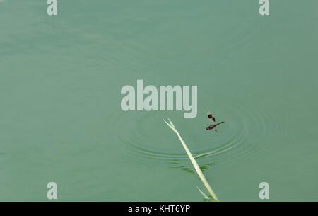 Dragonfly sul ramo e riflesso nell'acqua Foto Stock