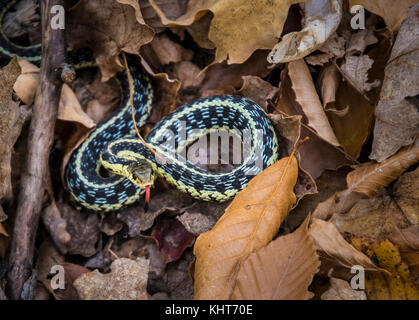 Common garter snake sul suolo della foresta in autunno Foto Stock