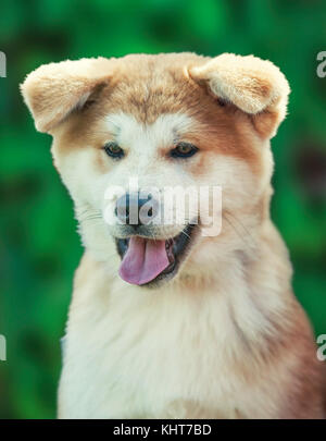 Close up su akita inu purebreed Puppy Dog Face Foto Stock