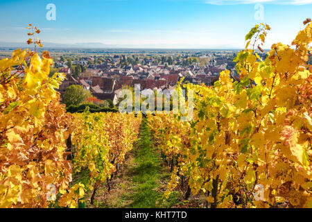 Vigneto con fogliame di autunno e la vista del villaggio barr, strada del vino dell'Alsazia, Francia Foto Stock