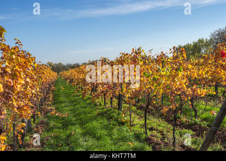 Il fogliame di autunno e in autunno la luce in un vigneto dell'Alsazia, vicino villaggio mittelbergheim, Francia Foto Stock