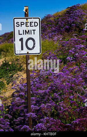 Bella viola fiori selvaggi che circonda un segnale di limite di velocità durante la California 'Super Bloom" del 2017 Foto Stock