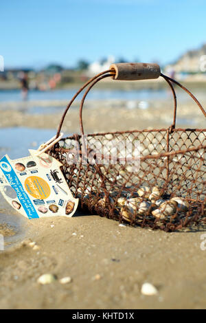 Sostenibile la raccolta di molluschi misurare e cesto con la bassa marea in Le Croisic sulla penisola di Guerande in Loire-Atlantic regione Bretagna Francia. Foto Stock