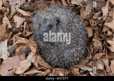 Riccio, Erinaceus europaeus, prigionieri close up ritratto mentre posa su un letto di foglie secche in autunno. Foto Stock