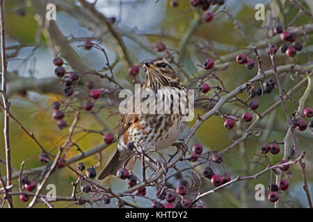 Redwing turdus iliacus alimentazione su bacche rosse Foto Stock