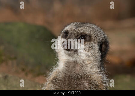 Meerkat, Suricata suricatta, close up ritratto seduti al sole. Foto Stock