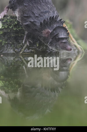 Acqua megera, Neomys fodiens, prigionieri close up ritratto mentre è seduto su una banca di muschio in prossimità di acqua, riflessione. Foto Stock