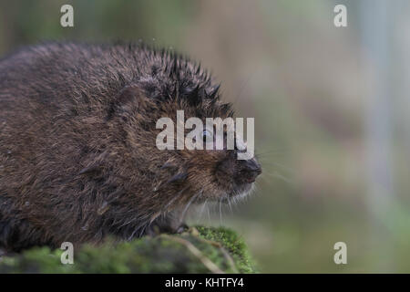 Acqua vole, Arvicola amphibius, prigionieri close up ritratto mentre è seduto sulla banca oltre all'acqua. Foto Stock