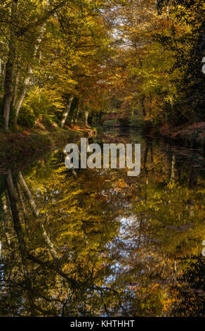 Basingstoke canal, hampshire stretch Foto Stock
