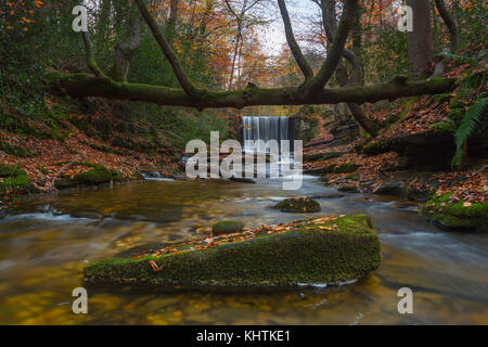 I colori autunnali nei boschi a nant mill, Galles Foto Stock