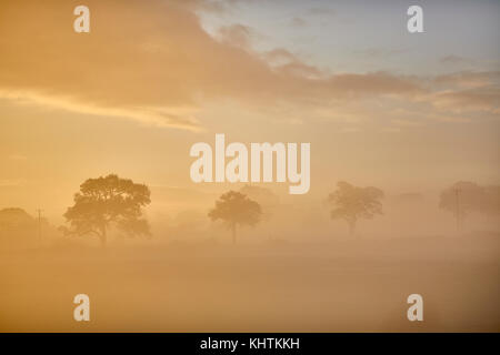 Autunno nebbia di mattina nebbia campagna di Cheshire , Tiverton, Tarporley. Foto Stock