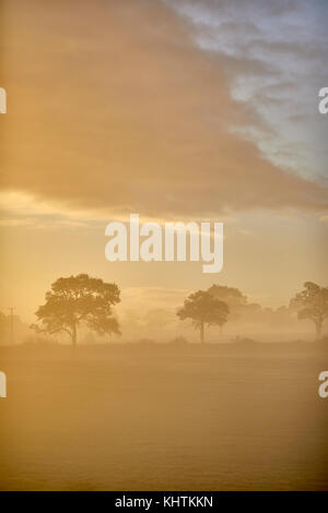 Autunno nebbia di mattina nebbia campagna di Cheshire , Tiverton, Tarporley. Foto Stock