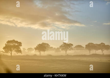 Autunno nebbia di mattina nebbia campagna di Cheshire , Tiverton, Tarporley. Foto Stock