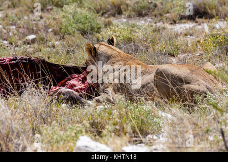 Lion che mangia un antilope Foto Stock