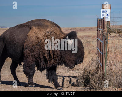 Bison, autunno, Rocky Mountain Arsenal National Wildlife Refuge, Commerce City, Colorado. Foto Stock