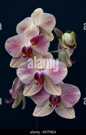 Ancora la vita della cultivar phalaenopsis orchid Foto Stock