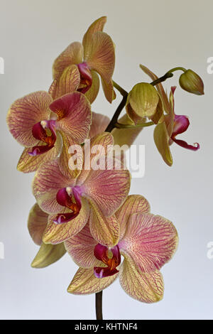 Ancora la vita della cultivar phalaenopsis orchid Foto Stock