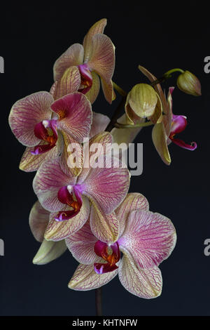 Ancora la vita della cultivar phalaenopsis orchid Foto Stock