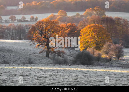 I campi di rotolamento di eridge green on Kent east sussex confine. un inizio di mattina di brina sunrise bassa bassa giacente mist sun cattura treetops Colore di autunno Foto Stock