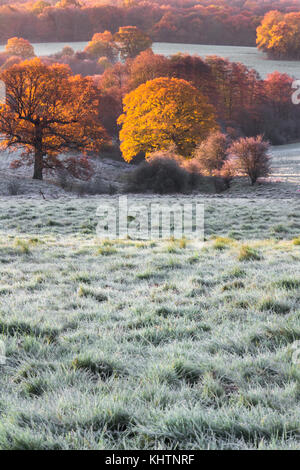 I campi di rotolamento di eridge green on Kent east sussex confine. un inizio di mattina di brina sunrise bassa bassa giacente mist sun cattura treetops Colore di autunno Foto Stock