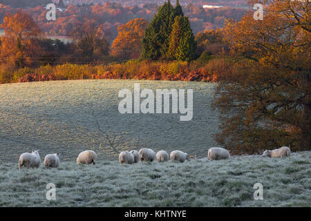 I campi di rotolamento di eridge green on Kent east sussex confine. un inizio di mattina di brina sunrise bassa bassa giacente mist sun cattura treetops Colore di autunno Foto Stock