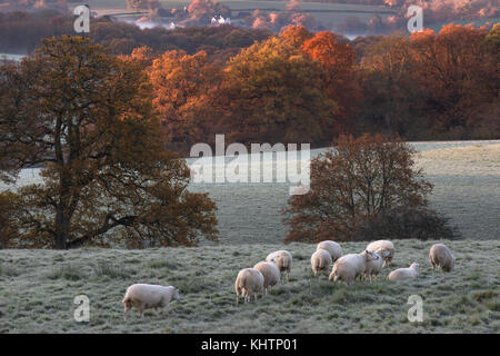 I campi di rotolamento di eridge green on Kent east sussex confine. un inizio di mattina di brina sunrise bassa bassa giacente mist sun cattura treetops Colore di autunno Foto Stock