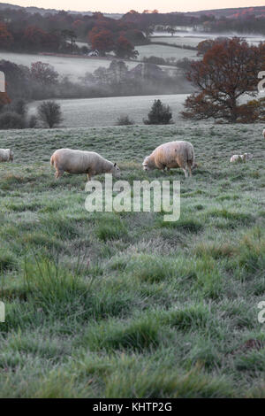 I campi di rotolamento di eridge green on Kent east sussex confine. un inizio di mattina di brina sunrise bassa bassa giacente mist sun cattura treetops Colore di autunno Foto Stock