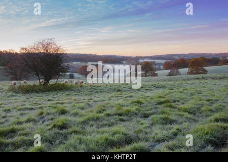 I campi di rotolamento di eridge green on Kent east sussex confine. un inizio di mattina di brina sunrise bassa bassa giacente mist sun cattura treetops Colore di autunno Foto Stock