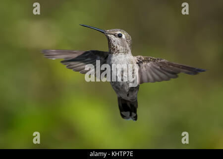 Hummingbird catturare in volo. Foto Stock