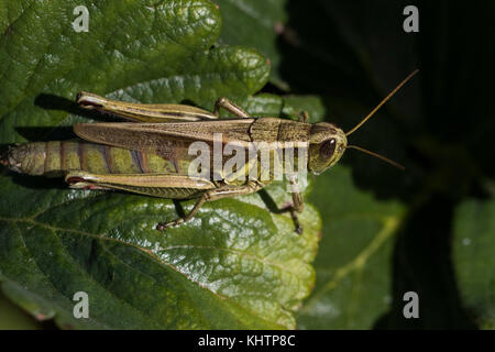 Il cricket in autunno Foto Stock
