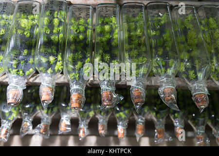 Esperimento di coltura di tessuti vegetali cellula vegetale nella tecnologia di laboratorio bottiglia sul ripiano Foto Stock