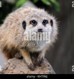 Chiudere meerkat sul ramo in natura Foto Stock