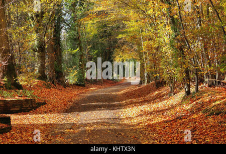 Autunno scena lungo un percorso Briglia in The Chiltern Hills in Inghilterra con caduta foglie sulla strada Foto Stock