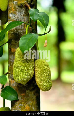 Il jackfruit (Artocarpus heterophyllus) Foto Stock