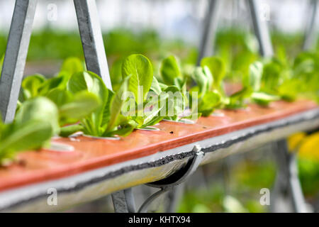 Agricoltura aquaponic Foto Stock