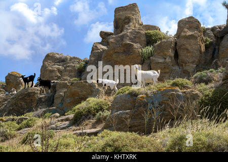 Caprini (Capra hircus) sulle rocce, MYKONOS Isola, Cicladi, Egeo, Grecia Foto Stock
