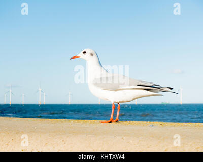 Testa nera Gull Chroicocephalus ridibundus piccolo uccello marino sul mare nella parete anteriore di un centrali eoliche offshore a redcar cleveland North Yorkshire U Foto Stock