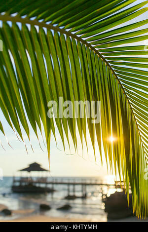 Palm tree leaf close-up durante il bellissimo tramonto su Koh Kood island, Thailandia Foto Stock